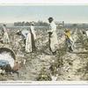 Picking, In the Land of King Cotton (Cotton Field)