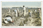 Picking, In the Land of King Cotton (Cotton Field)