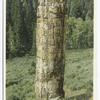 Petrified Tree, Yellowstone National Park, Wyo.