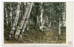 On Riverside Path, White Mountains, N. H.