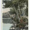 Under the Birches, Alton Bay, Lake Winnipesaukee, N. H.