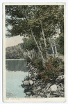 Under the Birches, Alton Bay, Lake Winnipesaukee, N. H.