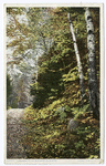 A Roadway in the Berkshire Hills, Berkshire Hills, Mass.