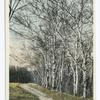 Berkshire Birches, Berkshire Hills, Mass.
