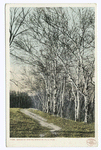 Berkshire Birches, Berkshire Hills, Mass.
