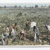 Cotton Pickers in the Field