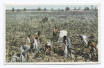 Cotton Pickers in the Field