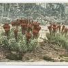Cactus in Bloom, Arizona
