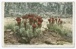 Cactus in Bloom, Arizona