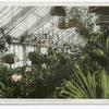 Mrs. Theodore Roosevelt's Orchid Collection, White House, Washington, D.C.