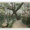 Lake, Magnolia on the Ashley, Charleston, S.C.