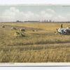 Harvesting in Kansas