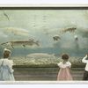 In the Aquarium, Belle Isle Park, Detroit, Mich.