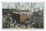Unloading Bananas from Steamer, New Orleans, La.