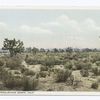 Yucca Trees, Mojave, Calif.