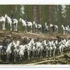 Cavalry on Trunk of Sequoia, Merced Grove, California