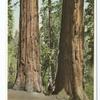 Twin Sequoias, Merced Grove, California