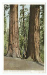 Twin Sequoias, Merced Grove, California