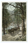 On El Portal Stage Road, Yosemite Valley, Calif.