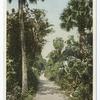Cycle path, Florida.