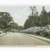 Arnold Arboretum (Driveway and Mountain Laurel), Boston, Mass.