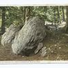 Bit of Hemlock Hill, Arnold Arboretum, Boston, Mass.