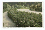 Pathway and Wild Roses, Arnold Arboretum, Boston, Mass.