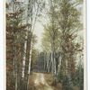 Leslie Avenue, Mackinac Island, Mich.