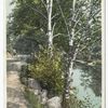 On the Road to Bloomingdale, Saranac Lake, Adirondack Mountains, N.Y.