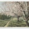 Almond Trees in Blossom, Riverside, Calif.