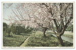 Almond Trees in Blossom, Riverside, Calif.