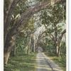 Road to New Smyrna, Daytona, Fla.
