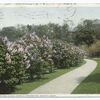 Pathway and Lilacs, Arnold Arboretum, Boston, Mass.