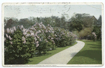 Pathway and Lilacs, Arnold Arboretum, Boston, Mass.