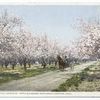 Beautiful Avenue of Apple Blossoms, Grand Junction, Colo.