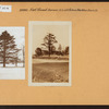 Bronx: Tremont Avenue (East - Schurz Avenue