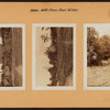 Bronx: White Plains Road - Pelham Parkway South