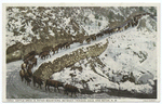 Cattle Drive, Raton Mountains, Trinidad, Colo.