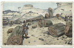 The Petrified Forest, Arizona