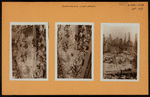 Manhattan: 6th Avenue - 50th Street (West)