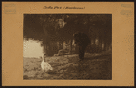 Manhattan: Central Park - Miscellaneous [Boat lake also known as the Pond].
