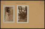 Manhattan: Central Park - Miscellaneous.