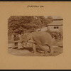 General view - Manhattan - Central Park - Zoo - [Elephant].