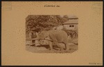 General view - Manhattan - Central Park - Zoo - [Elephant].