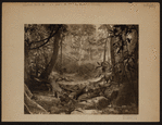 Manhattan: Central Park West - 77th Street (West)