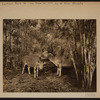 Manhattan: Central Park West - 77th Street (West)