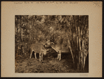Manhattan: Central Park West - 77th Street (West)