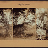 Queens: Cloverdale Boulevard - Northern Parkway