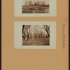 Queens: Baisley Park - [Drowned birches.]