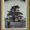 Queens: Flushing - [Cedar of Lebanon.]